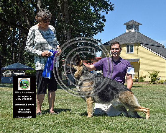 Winners Dog Best of Winners