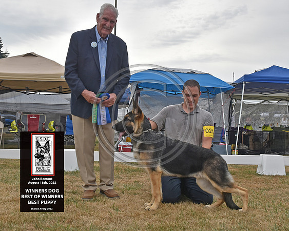 Winners Dog Best of Winners Best Puppy