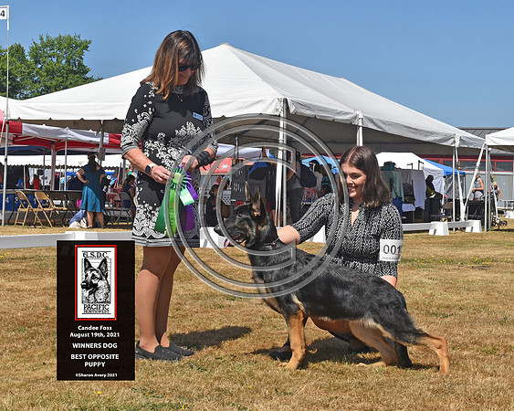 Winners Dog Best Opposite Puppy