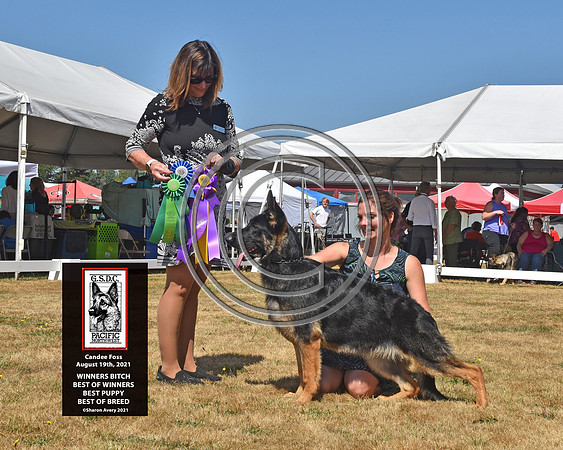 Best of Breed Best of Winners Winners Bitch Best Puppy