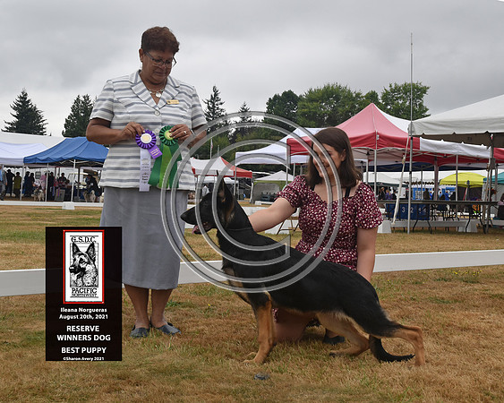 Reserve Winners Dog Best Puppy