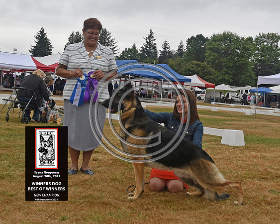 Winners Dog Best of Winners New Champion