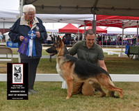 Winners Dog Best of Winners