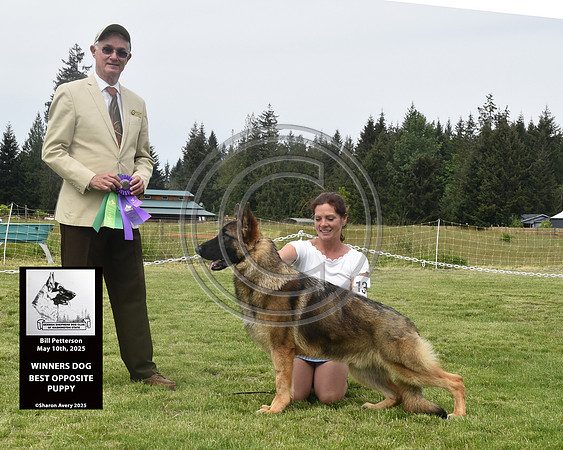 Winners Dog Best Opposite Puppy