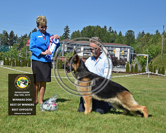 Winners Dog Best of Winners Best Opposite