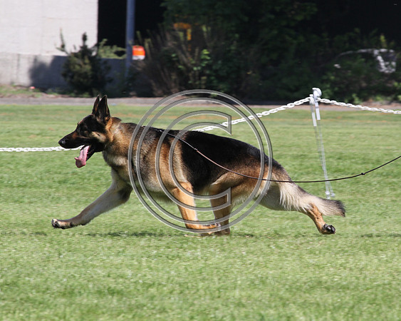 Timberline's Jax