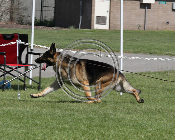 Timberline's Jax