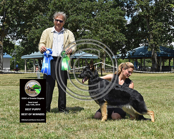 Best of Winners Best Puppy