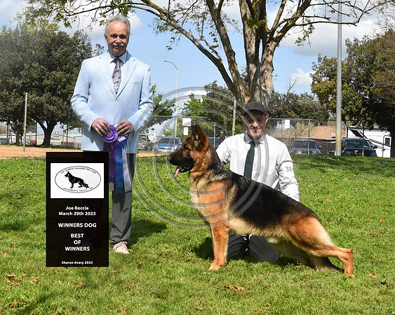 Winners Dog Best of Winners