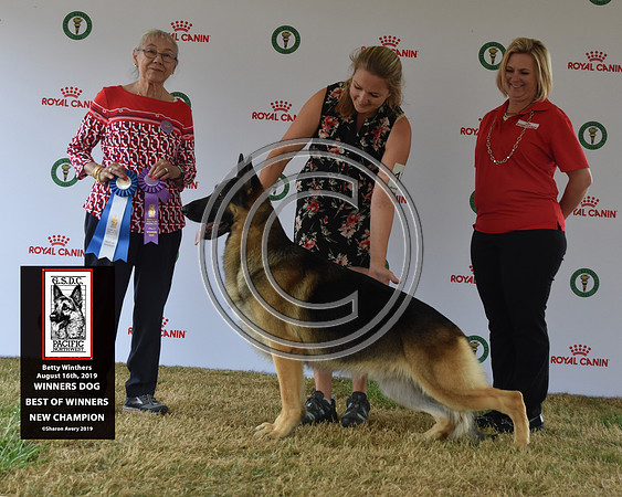 Winners Dog Best of Winners New Champion