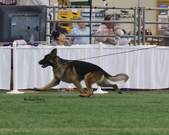 Grand Victor - Best of Breed
