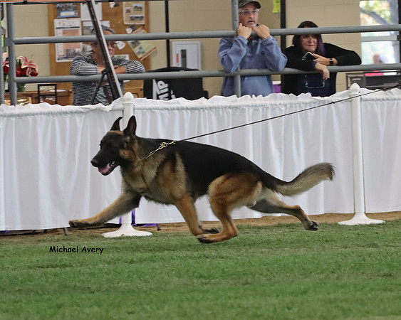 Grand Victor -Best of Breed