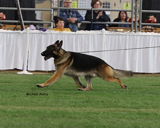 Grand Victor - Best of Breed