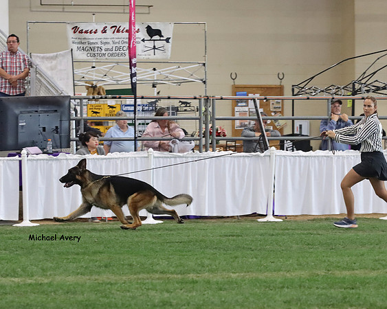 Grand Victor - Best of Breed