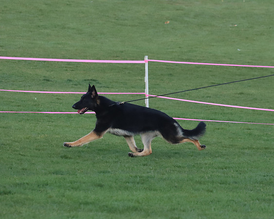 Best of Breed