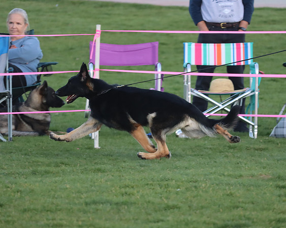 Best of Breed