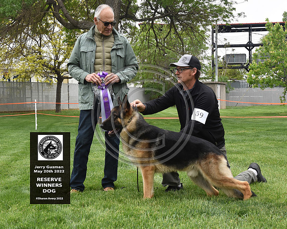 Reserve Winners Dog