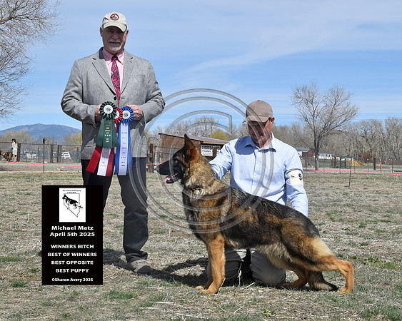 Winners Bitch Best of Winners Best Opposite Best Puppy