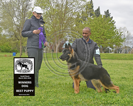 Winners Dog Best Puppy
