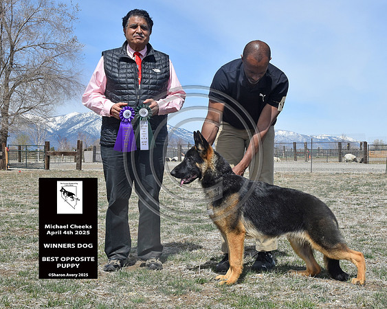 Winners Dog Best Opposite Puppy