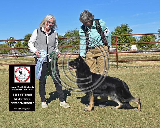 Best Veteran, Select Male, New GCh Bronze