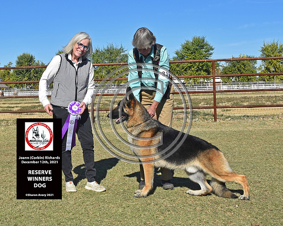 Reserve Winners Dog