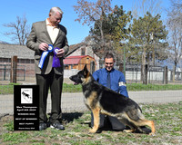 Winners Dog Best of Winners Best Puppy