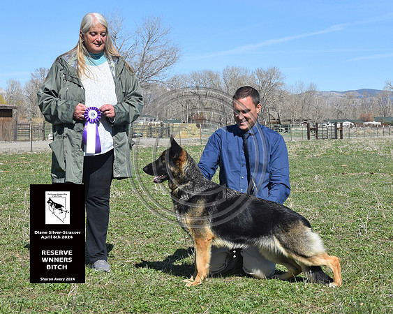 Reserve Winners Bitch