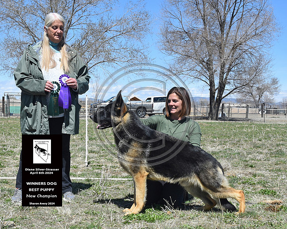 Winners Dog Best Puppy