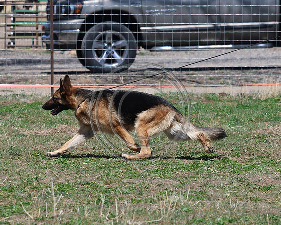 Scarab's Isadogshownotrehab Jimeni