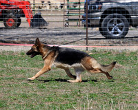 Scarab's Isadogshownotrehab Jimeni