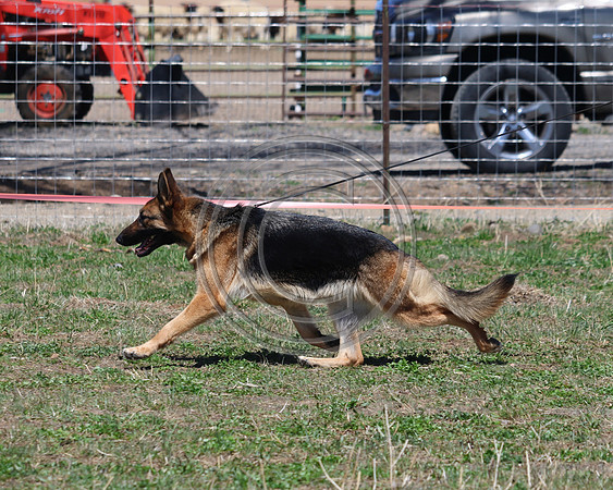 Scarab's Isadogshownotrehab Jimeni