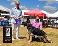 Winners Dog Best Puppy