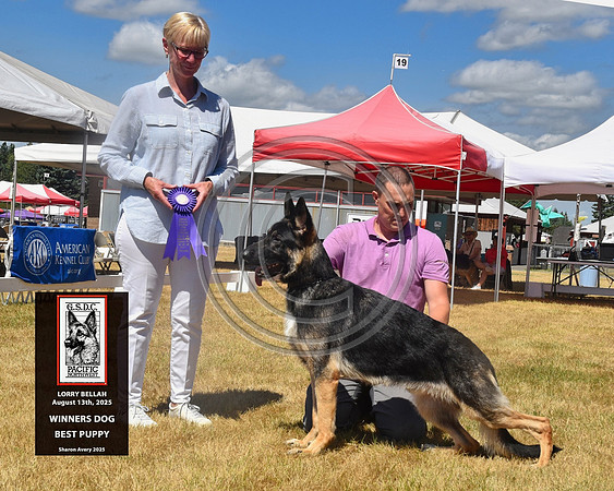 Winners Dog Best Puppy