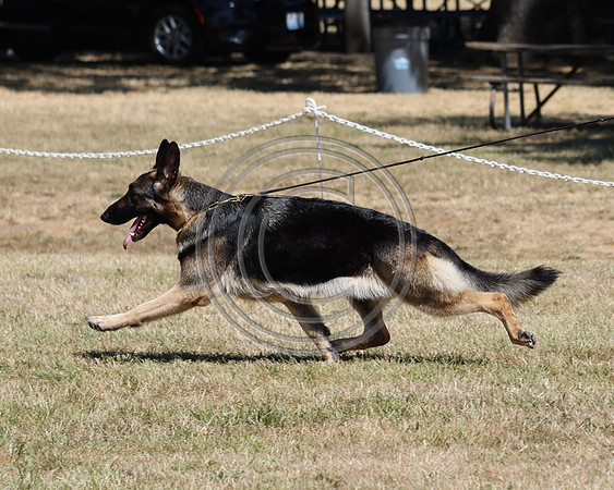 GCH Cherpa's Mercy Me