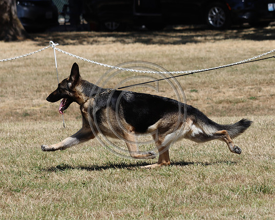 GCH Cherpa's Mercy Me