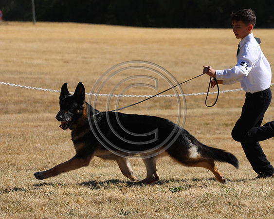 GCH Windvanes Macho Man Bigsky