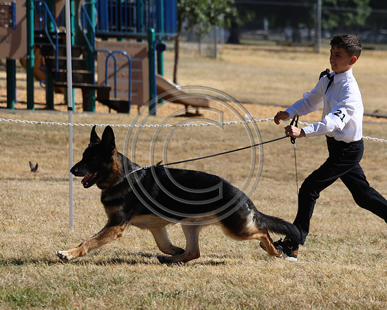 GCH Windvanes Macho Man Bigsky