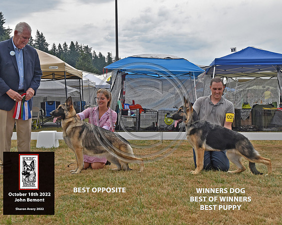 Best Opposite with Winners Dog Best of Winners and Best Puppy