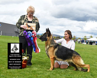 Winners Dog Best of Winners Best Opposite
