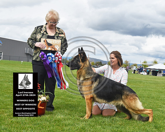 Winners Dog Best of Winners Best Opposite