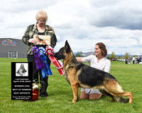 Winners Dog Best of Winners Best Opposite