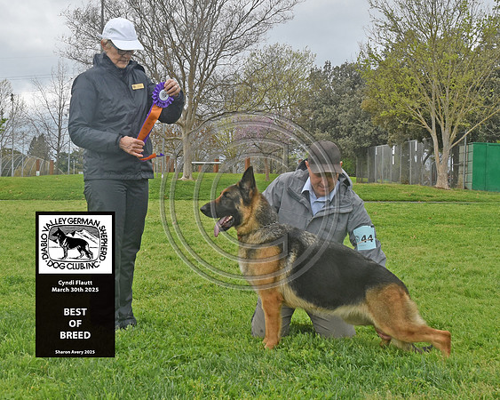 Best of Breed