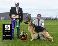 Winners Dog Best of Winners Best Puppy