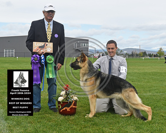 Winners Dog Best of Winners Best Puppy