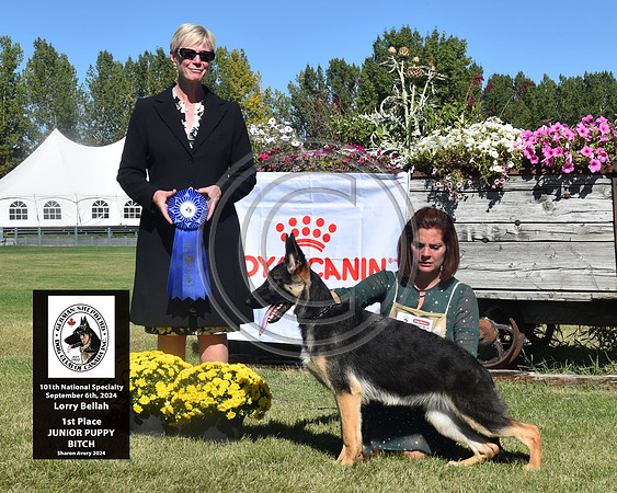 1st Place Junior Puppy Female