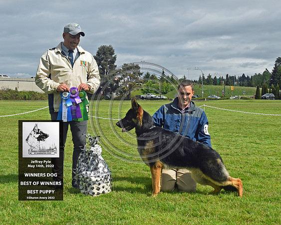 Winners Dog Best of Winners Best Puppy