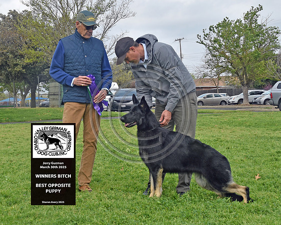 Winners Bitch Best Opposite Puppy