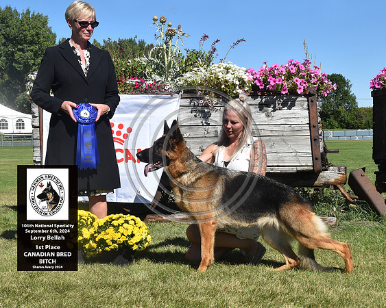 1st Place Canadian Bred
