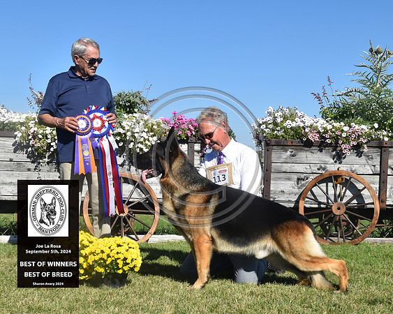 Best of Winners Best of Breed
